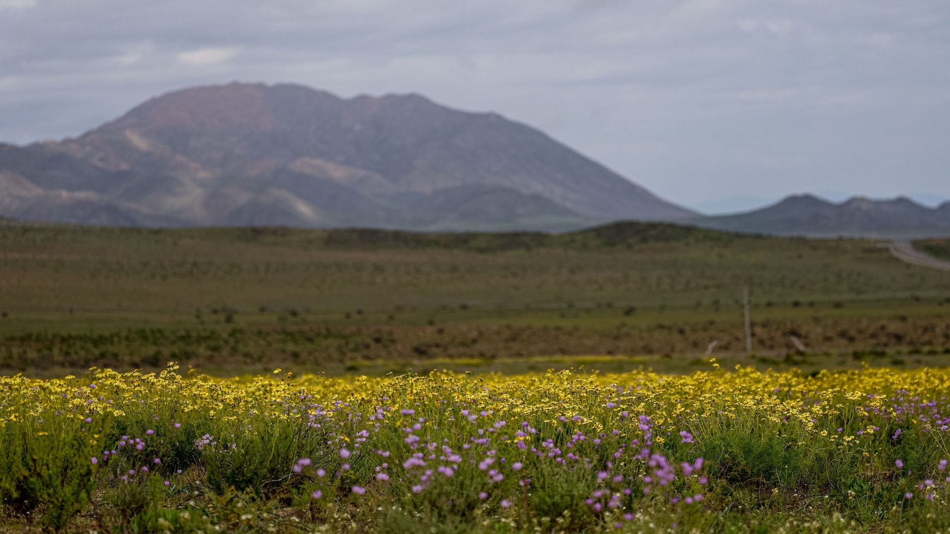 La minute insolite : les pluies provoquées par El Niño ont fait fleurir le désert chilien d'Atacama