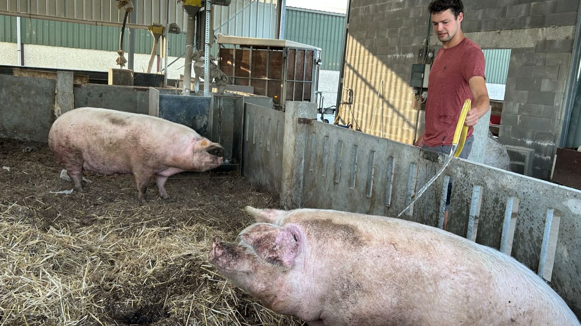 Une douche pour les cochons, de l’ombre pour les vaches : comment rafraîchir les animaux de la ferme par temps de canicule
