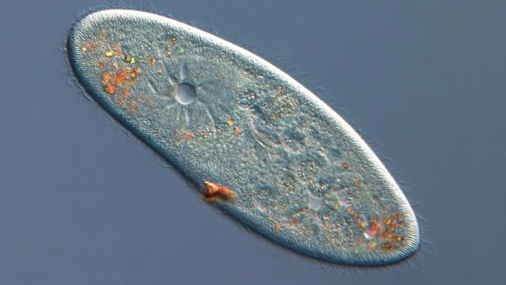 Les êtres multicellulaires seraient apparus notamment en réponse à la ...