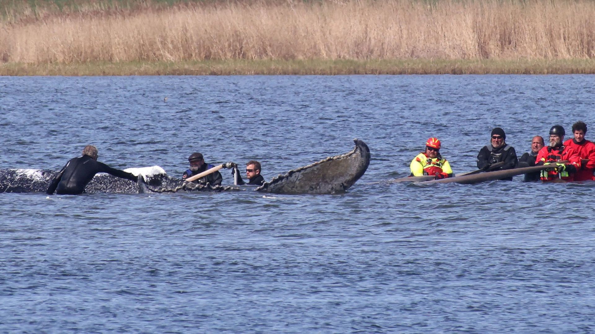 "Timmy", la baleine échouée retrouvée morte au Danemark, sera déplacée ce jeudi