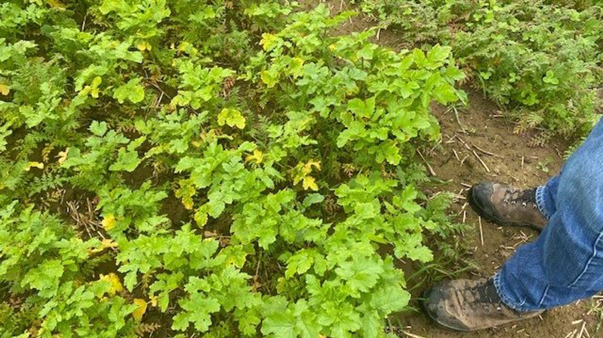 Le succès des engrais verts est bénéfique pour la terre et la biodiversité - RTBF Actus