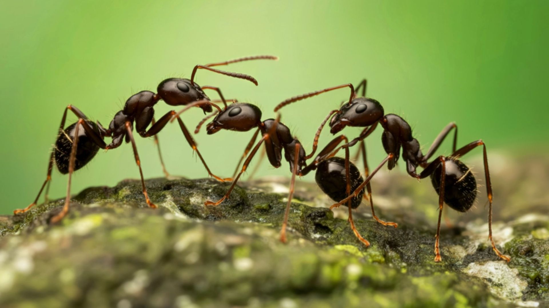 20 millions de milliards : comment les fourmis ont réussi à dominer la Terre ?