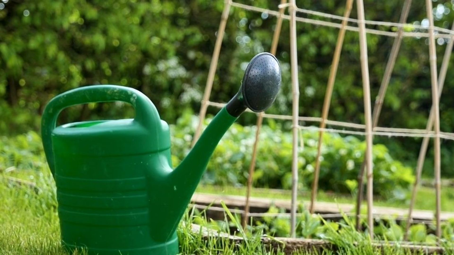 Quatre gestes simples pour économiser l’eau au jardin - RTBF Actus