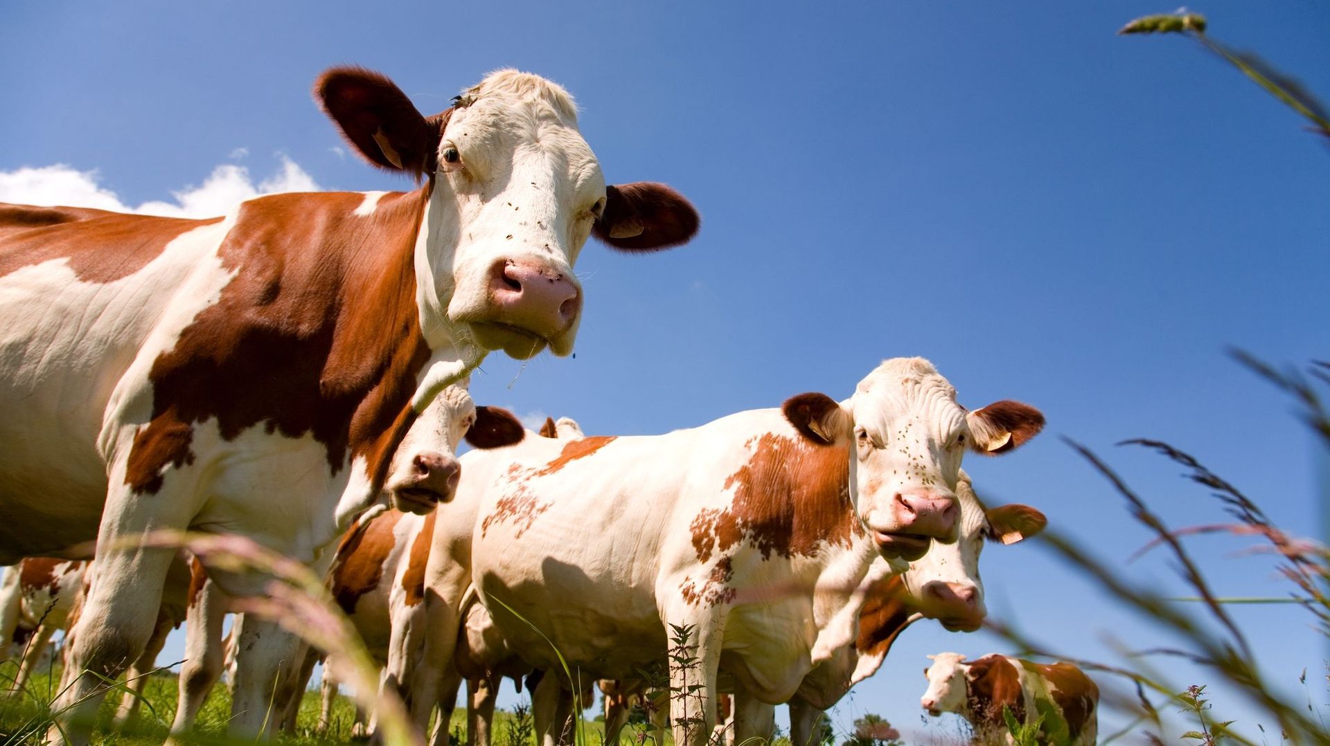 Pourquoi La Beaut Des Vaches N est Pas Qu une Affaire De G n tique 