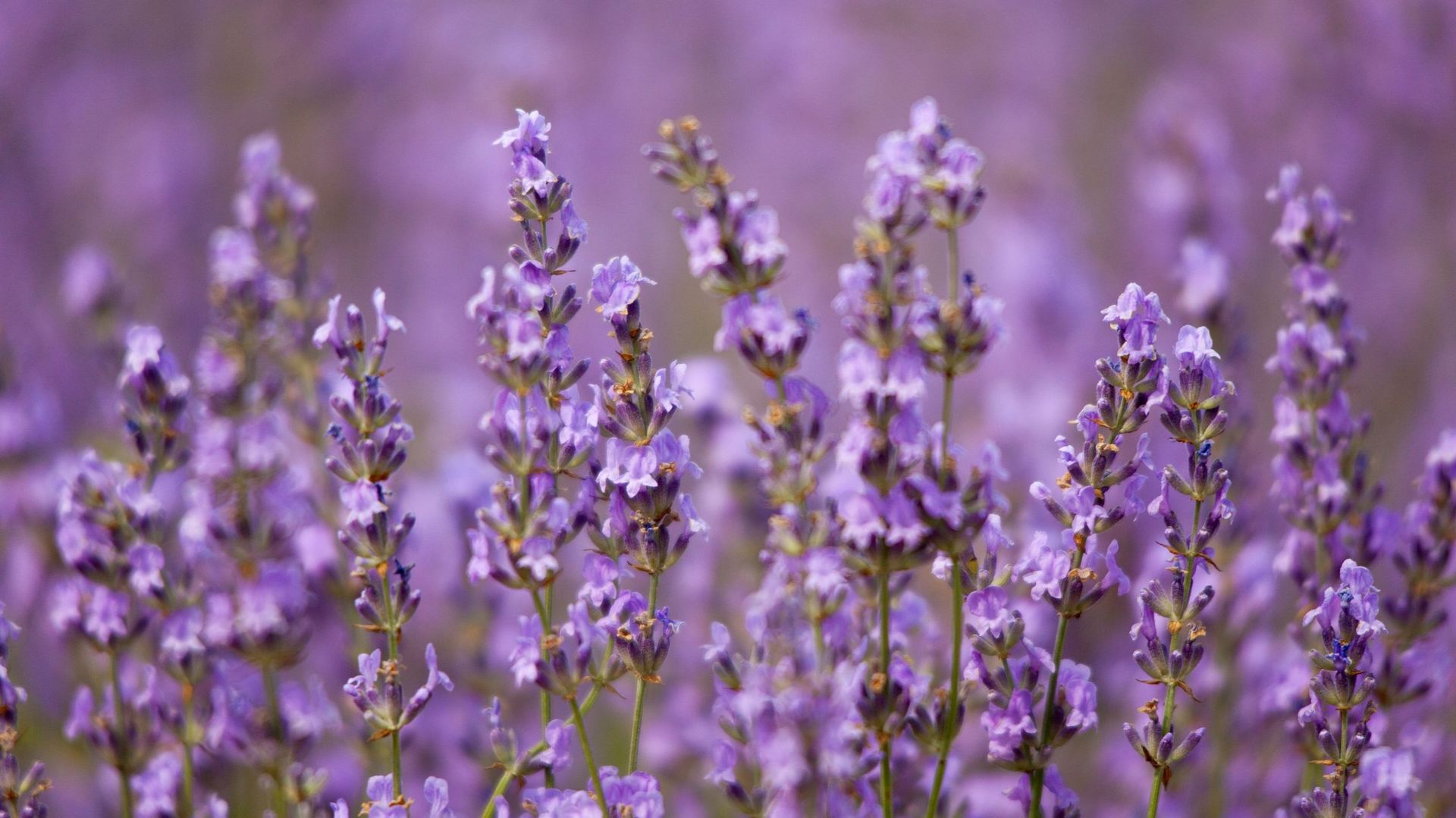 La lavande, une plante au parfum relaxant, idéale pour une bonne nuit de sommeil ?