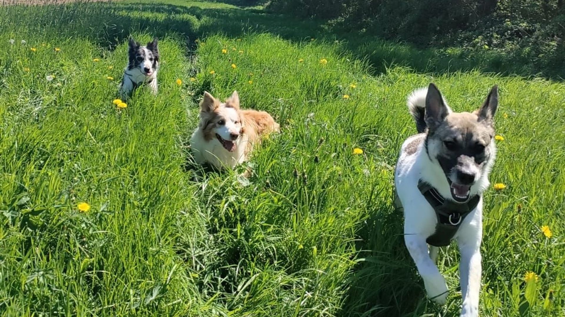 Ham-sur-Heure Nalinnes : 3 chiens meurent intoxiqués près d'un sentier de promenade, le bourgmestre met en garde