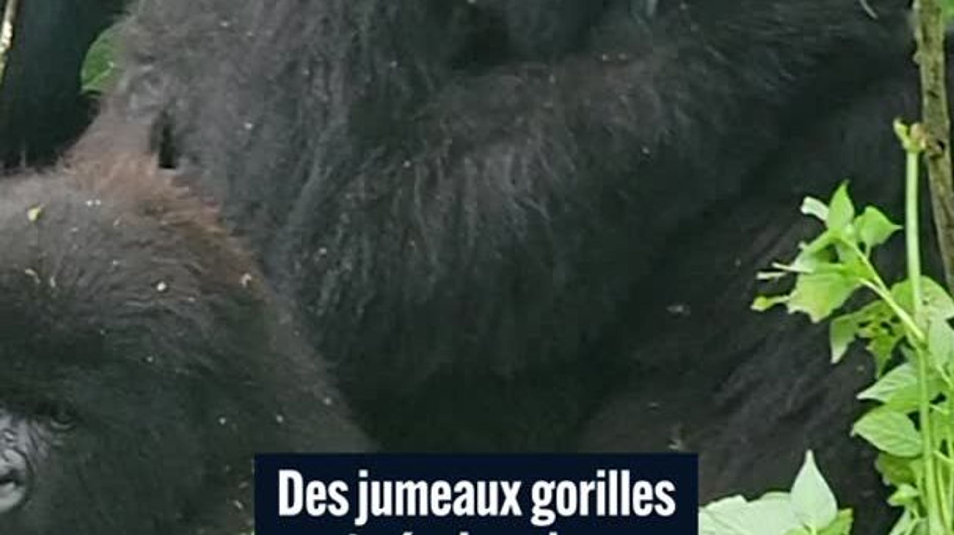 Parc des Virunga : naissance rare de jumeaux gorilles