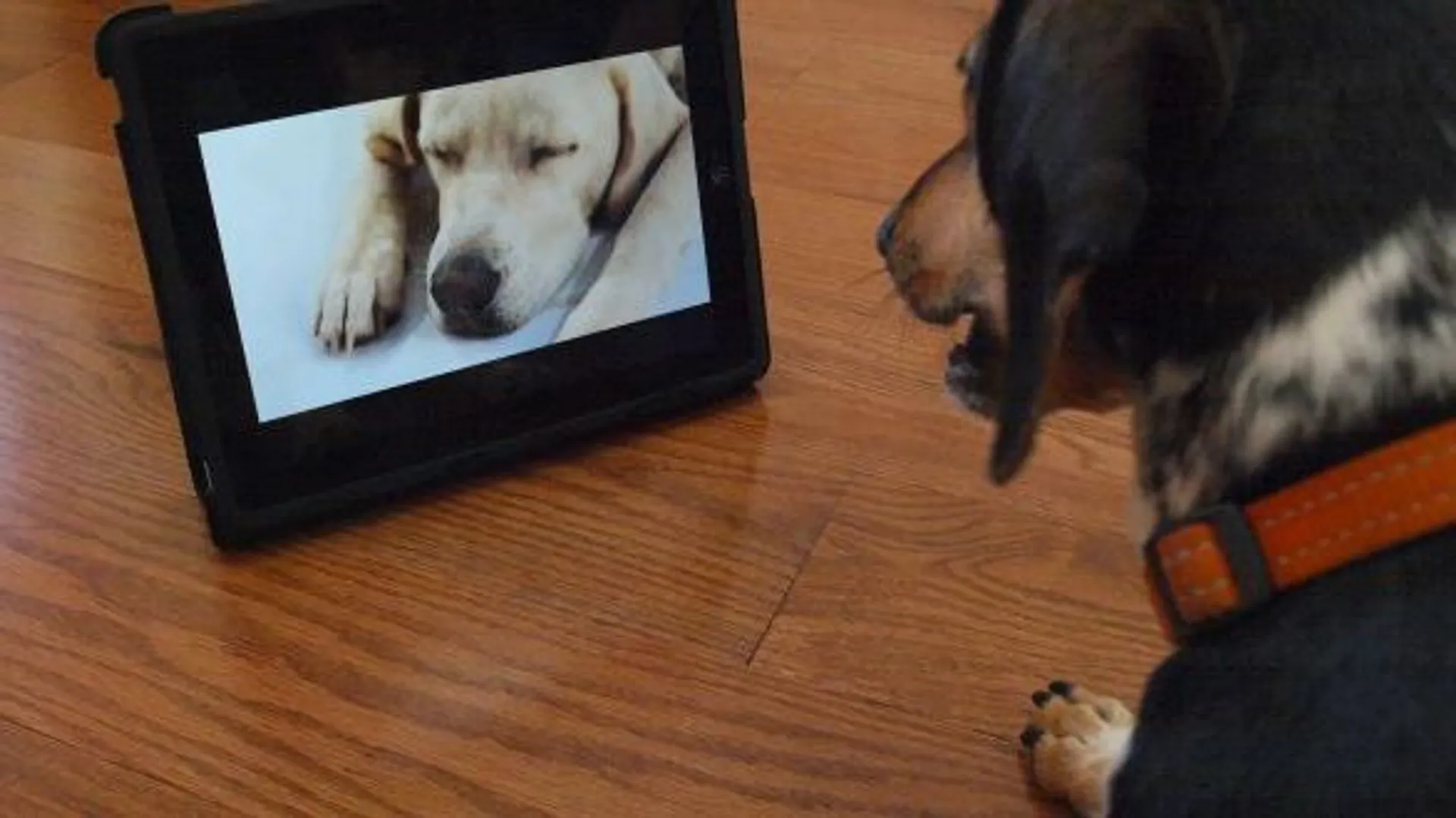 Avec 'Dog TV', la télé, c'est pour les chiens, sans publicité - RTBF Actus