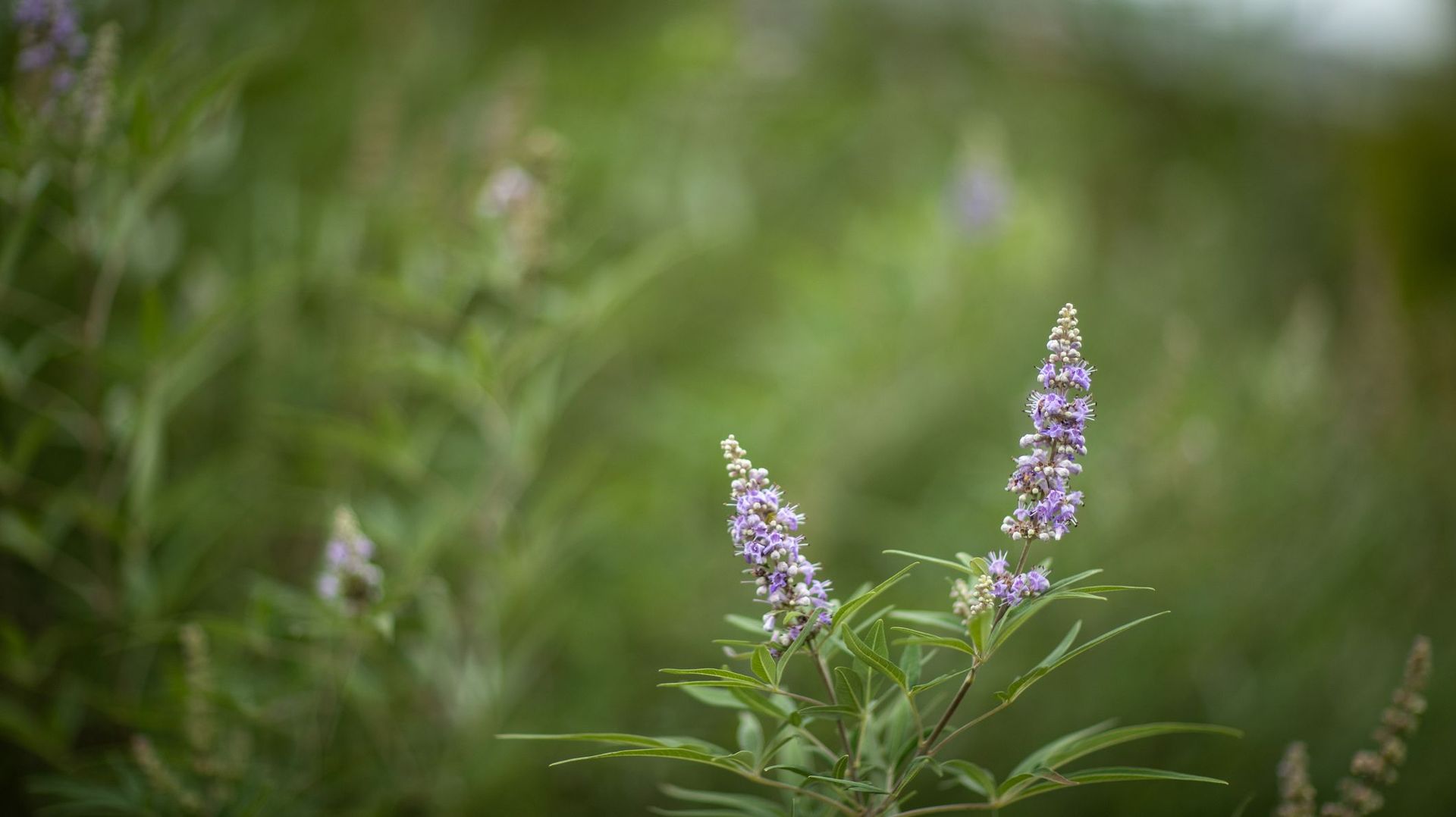 Vite un Vitex : plantons du gattilier !