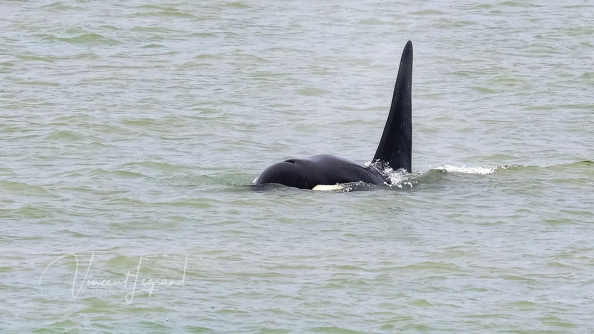 Orque échouée à la Panne : l’autopsie a eu lieu ce matin - RTBF Actus