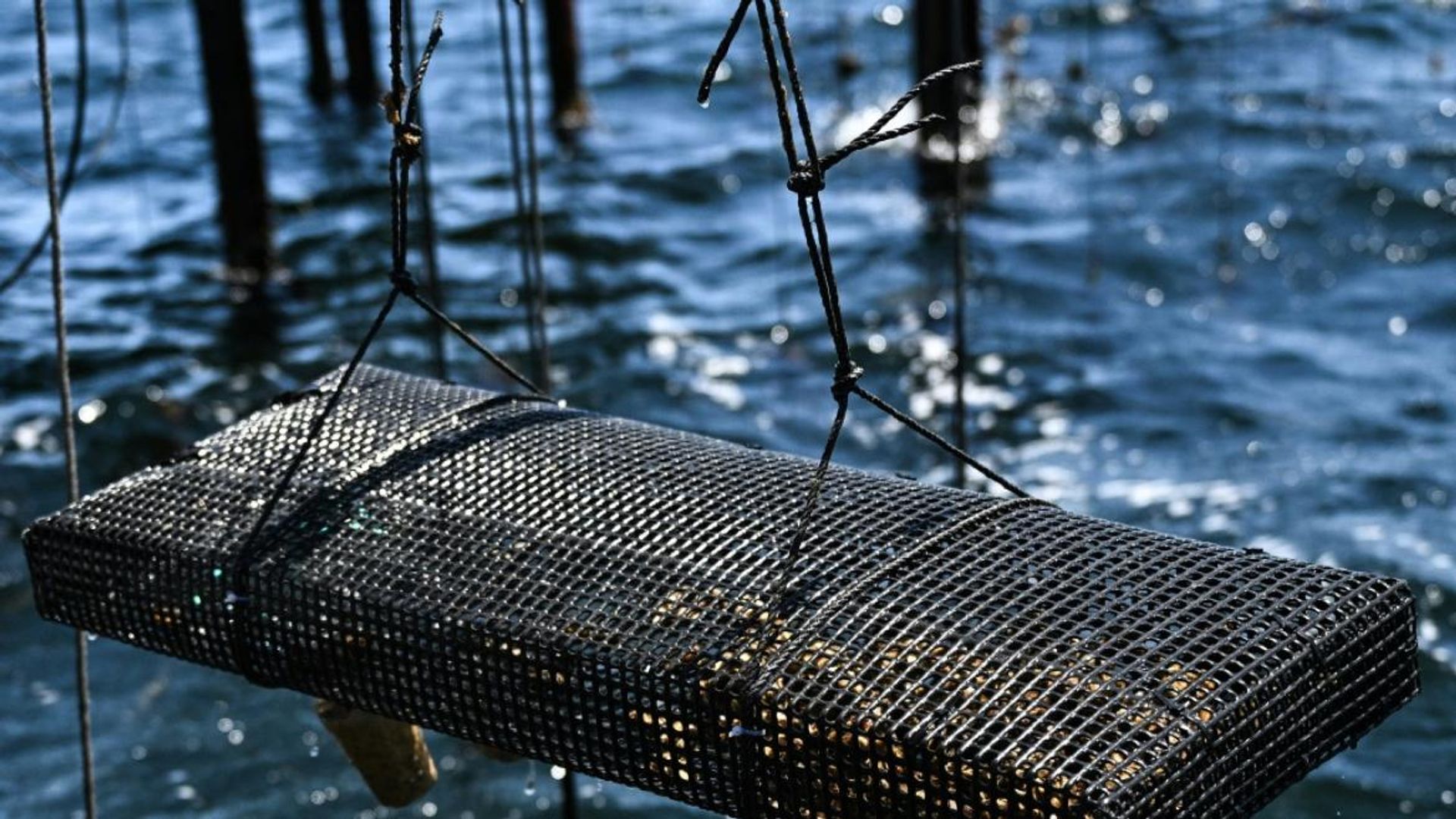 Océans en surchauffe : l’autre canicule que personne ne voit et qui détruit la vie marine