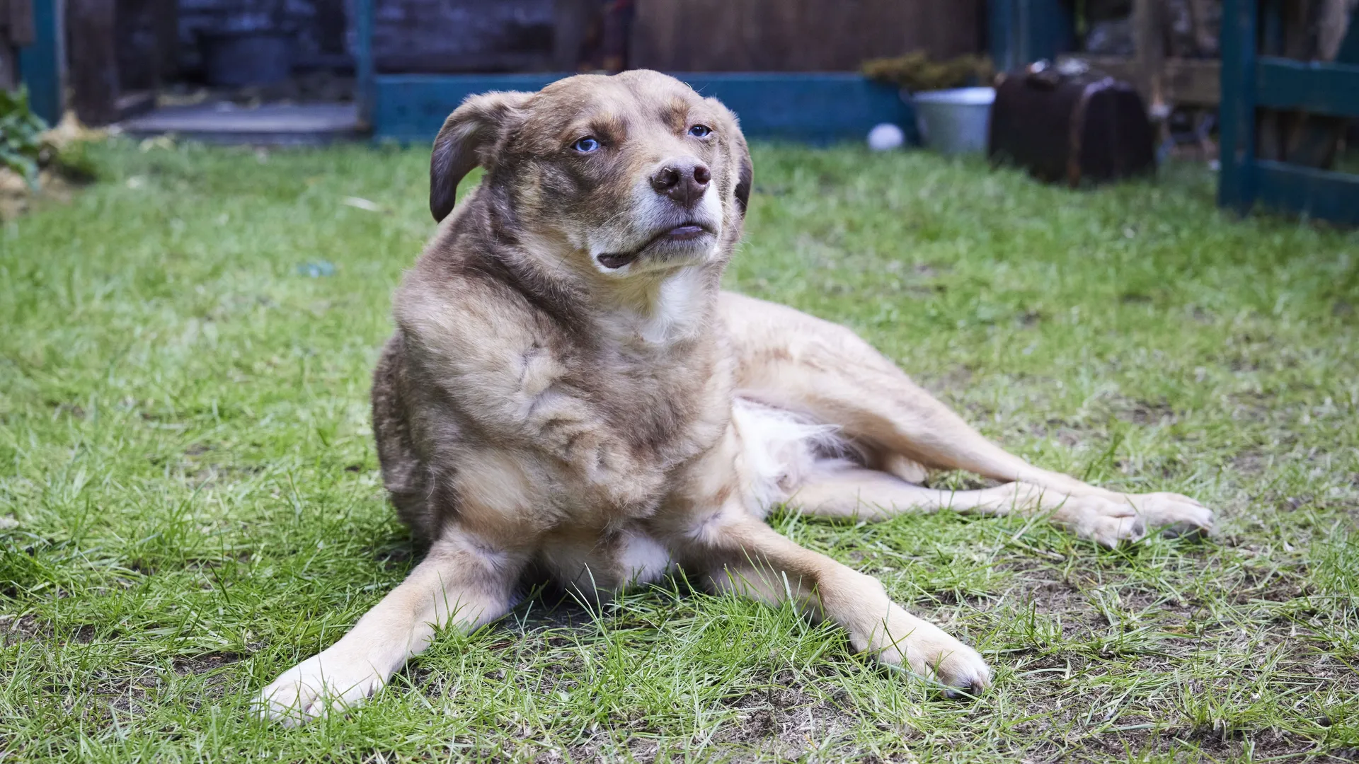 D COUVREZ EN EXCLUSIVIT LA SAISON 6 DE JAMES HERRIOT SUR RTBF AUVIO visual data 5