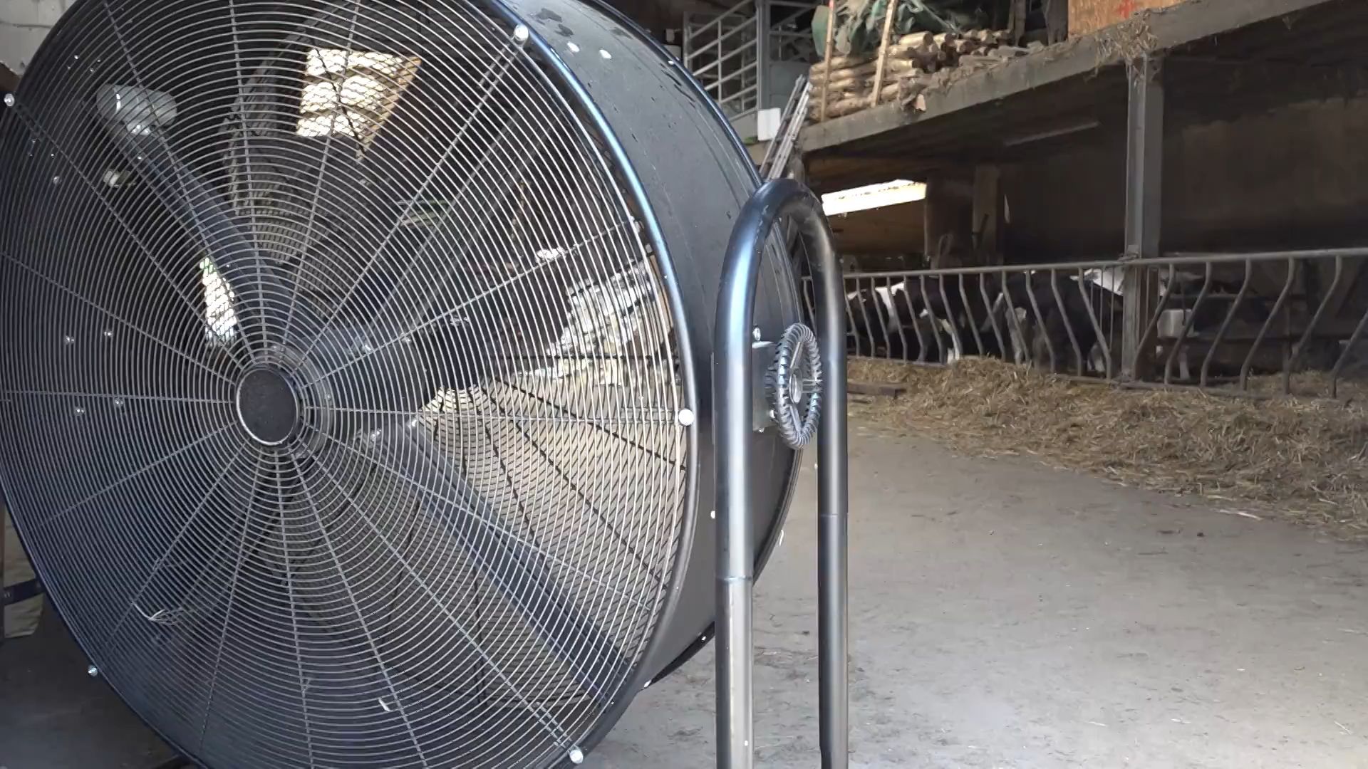 Vague de chaleur : dans les fermes, les éleveurs s'adaptent pour protéger leurs vaches