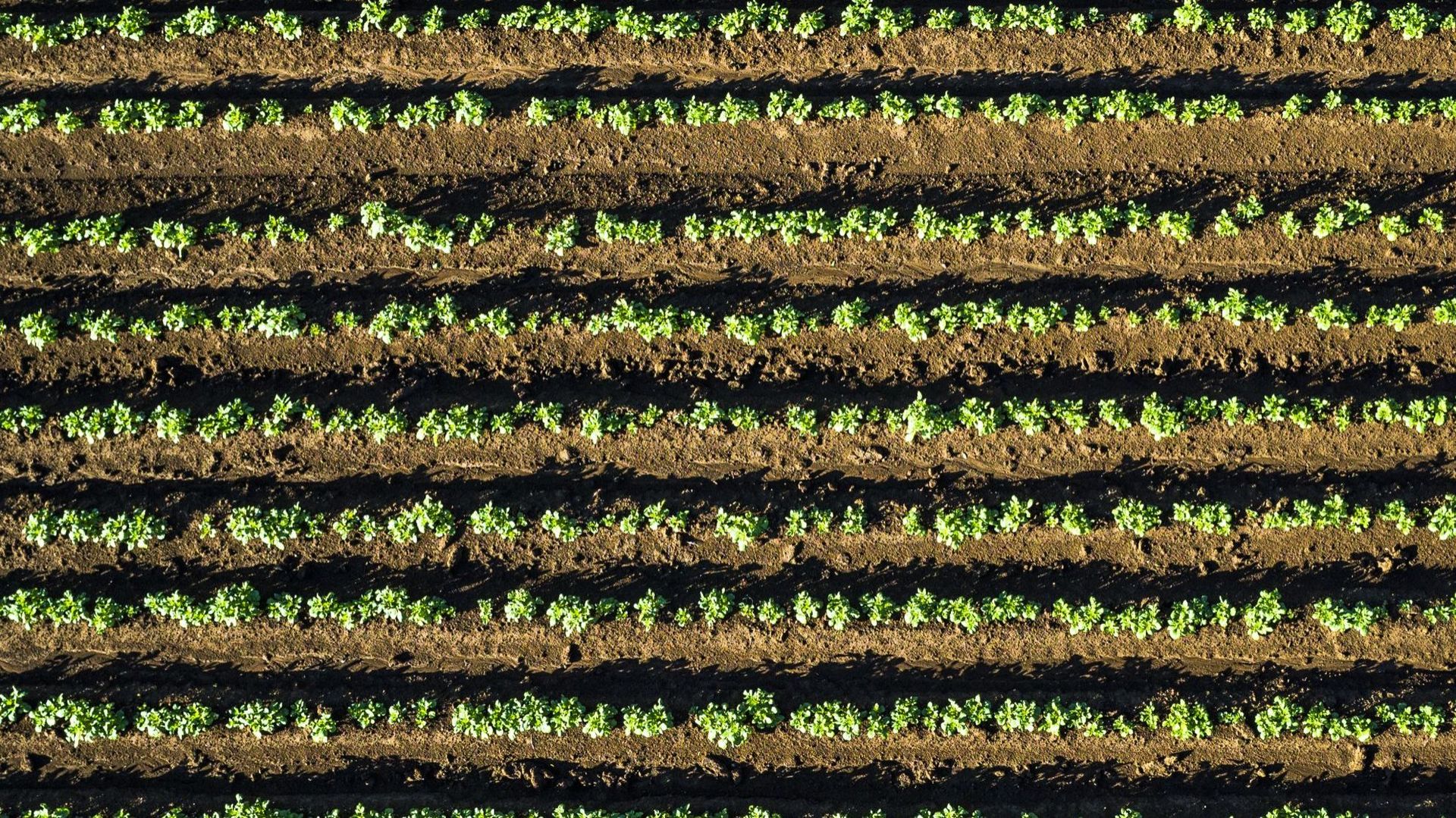 Malgré des pommes de terre à zéro euro la tonne, les agriculteurs replantent