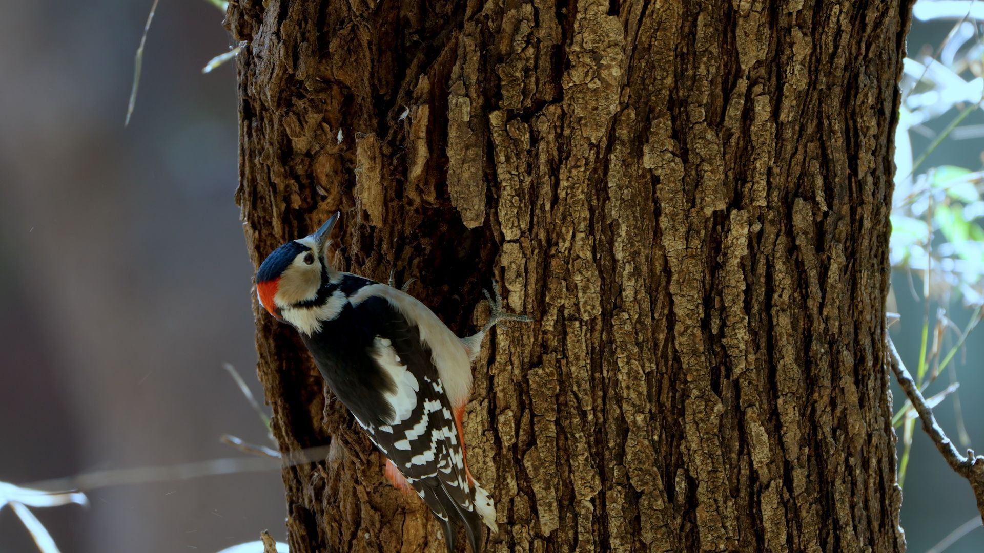 Nichoirs à oiseaux : la nature a toujours le dernier mot !
