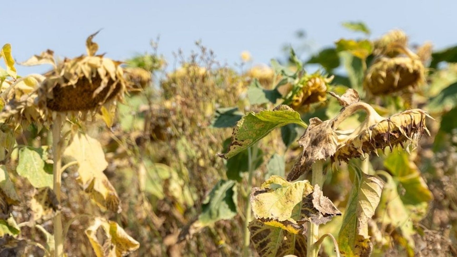 Comment l’agriculture peut‑elle s’adapter aux étés de plus en plus secs ?