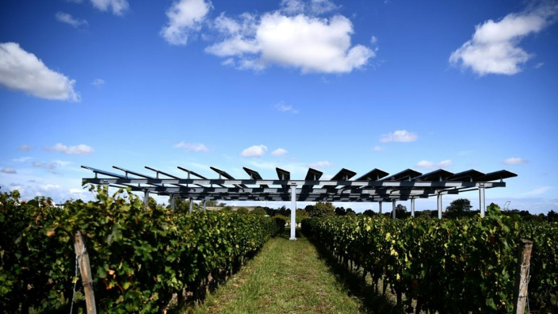 Les vignes en danger en France : et si l'agrivoltaïsme était la solution ?