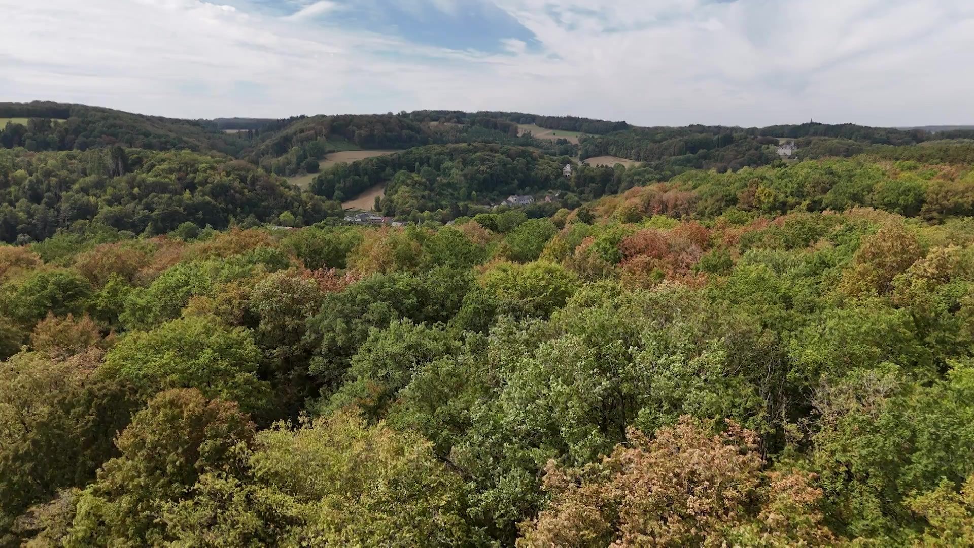 En Wallonie, les forêts prennent des couleurs d’automne avant l’heure - RTBF Actus