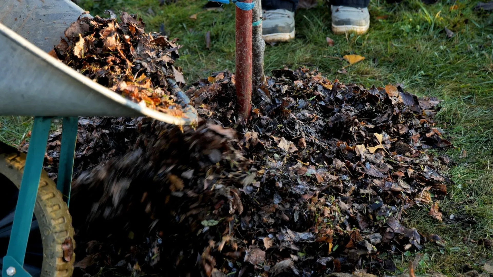 Planter un mirabellier les étapes essentielles à connaître RTBF Actus — free download