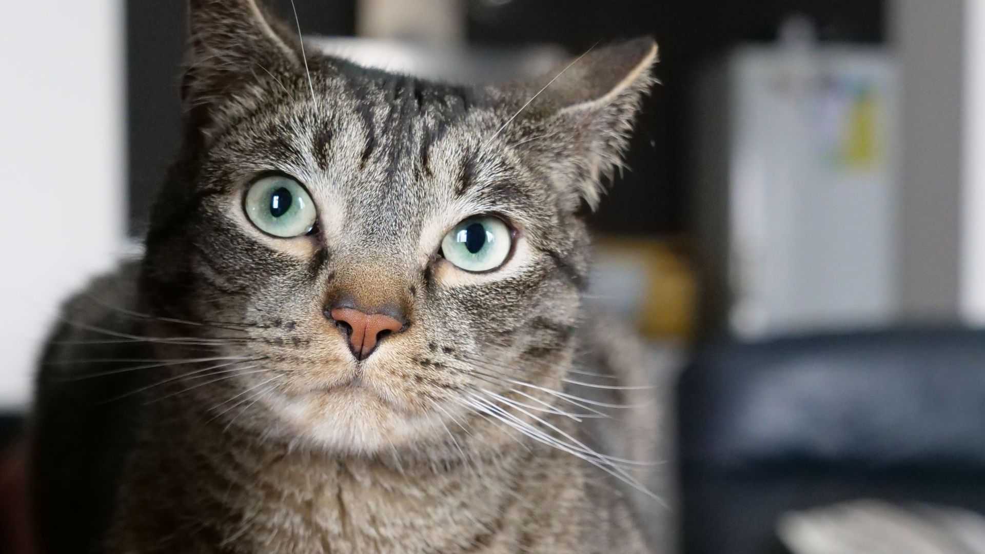 10 idées reçues sur l'alimentation des chats à connaître