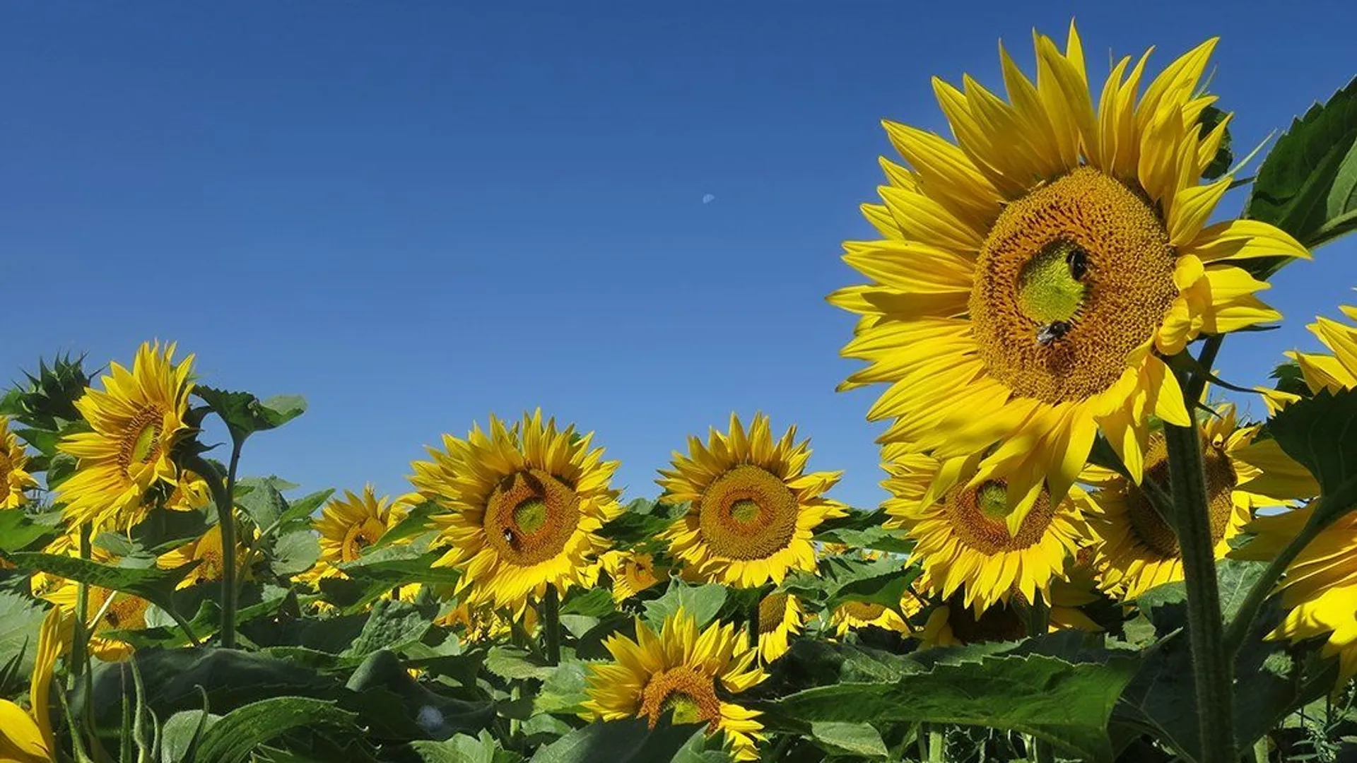 Bojinsey Plateau Chauffant électrique, Tapis De Chauffage En Silicone Avec 5 Températures Et 6 Temps De Chauffage Rapide, Plateau Chauffant électrique (gris Foncé