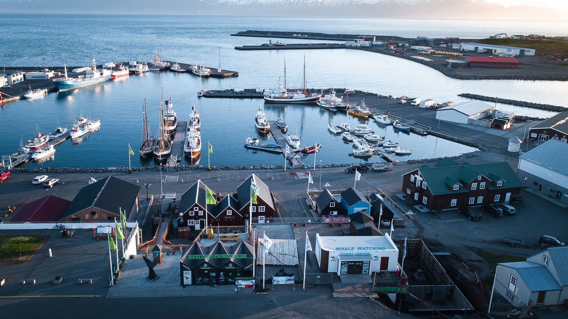 En Islande, la chasse à la baleine continue, et la fondation Paul Watson reprend la mer pour l’arrêter