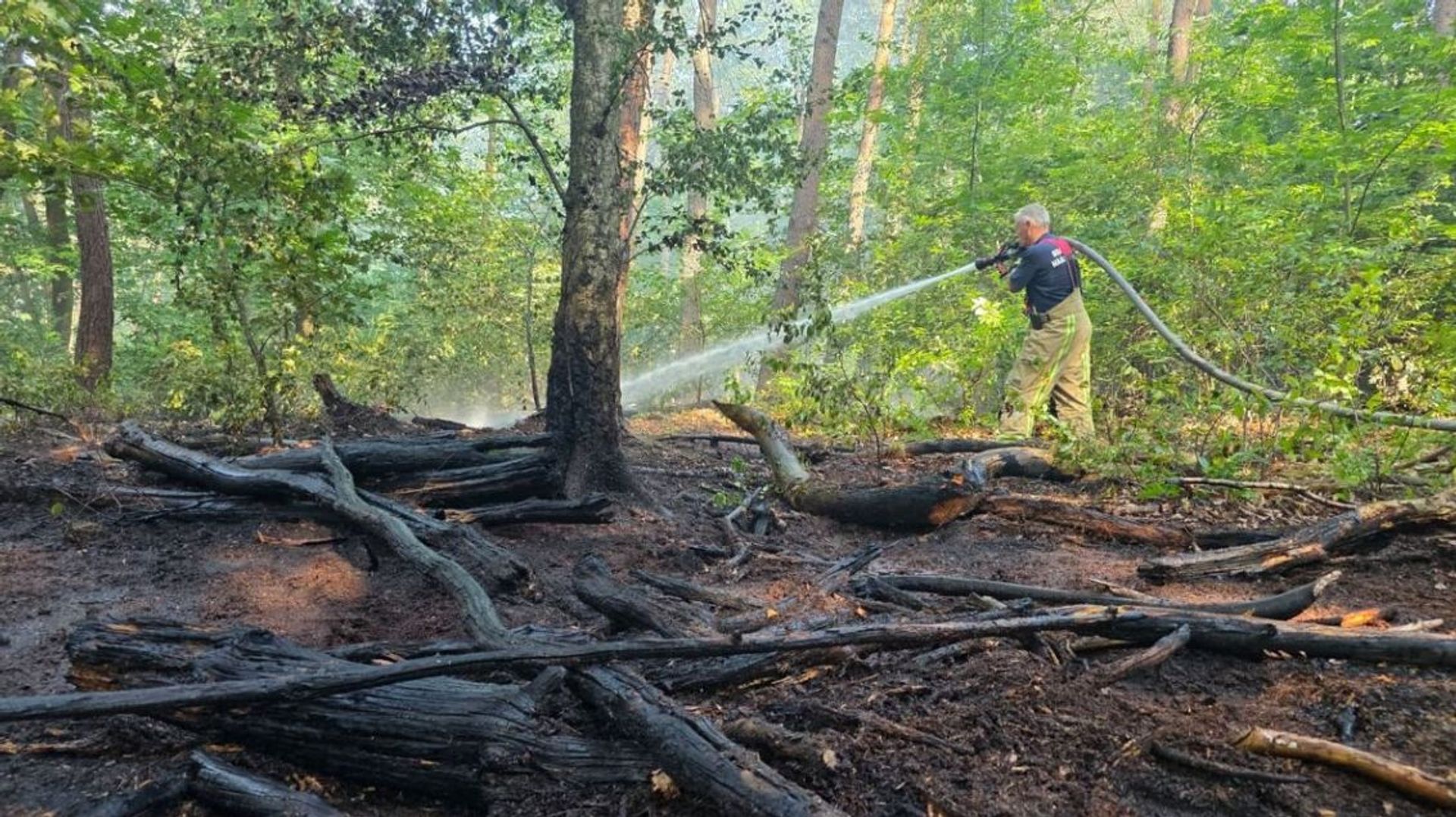 Les pompiers combattent un feu de forêt de 6,5 hectares à Maasmechelen