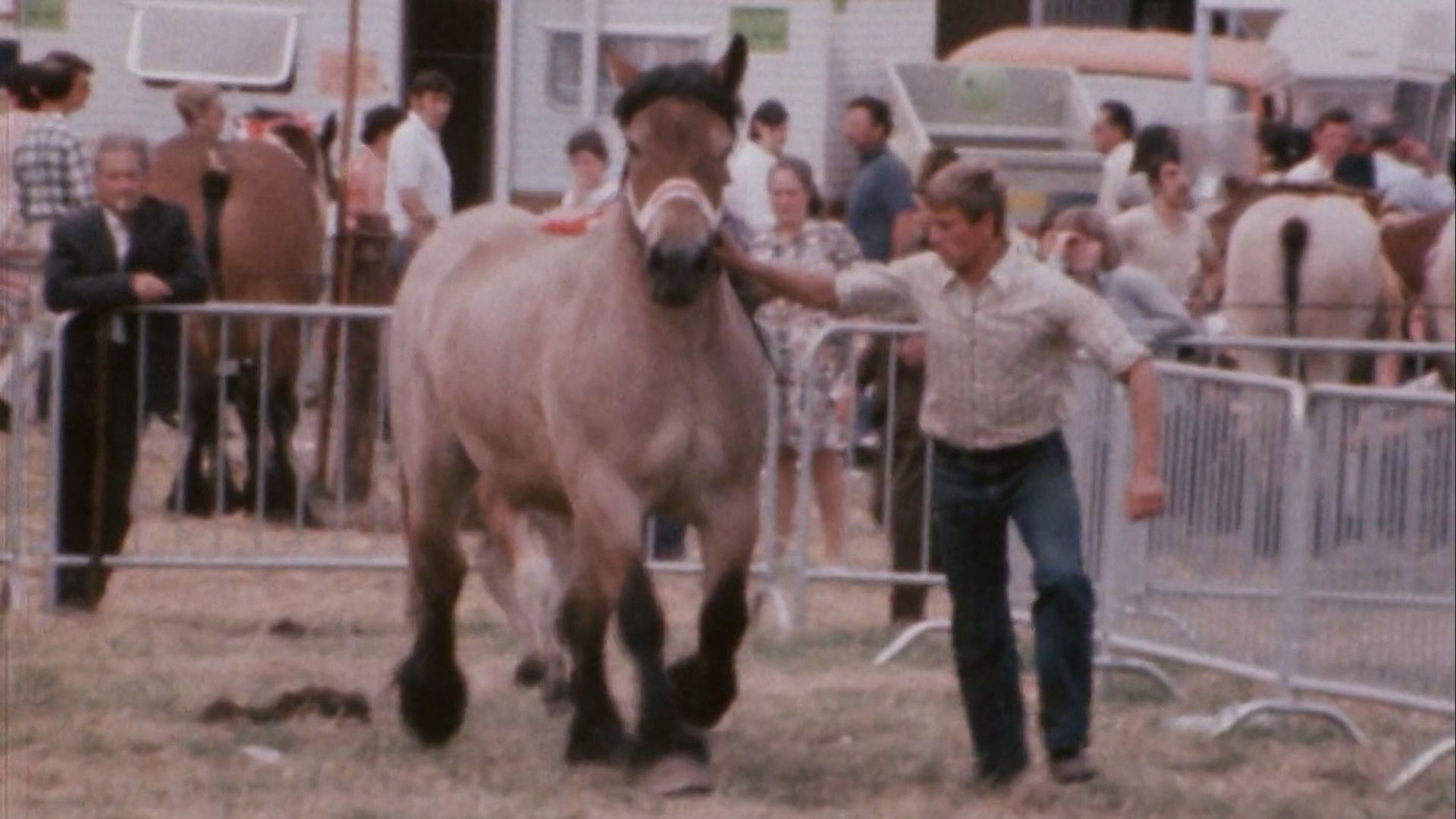 Foire de Libramont : 100 ans d’histoire agricole à revivre en images