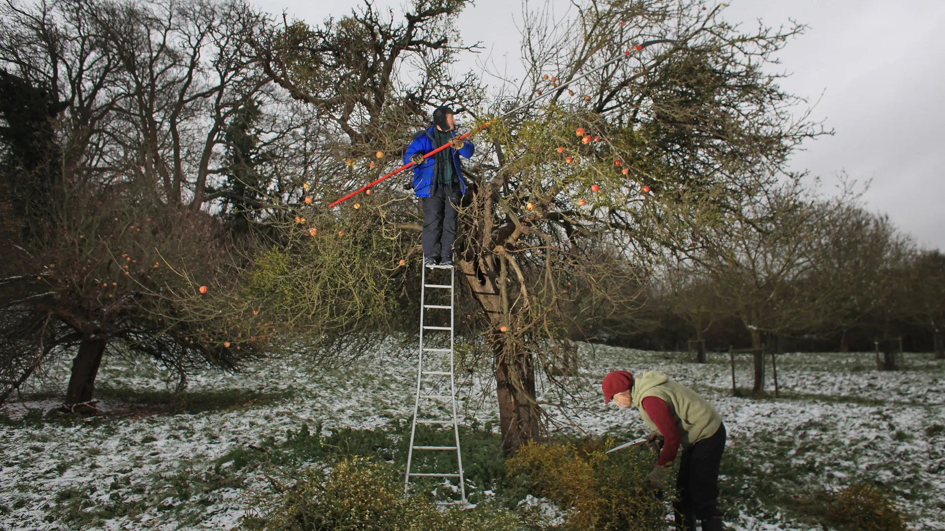 Le gui : d’où vient cette tradition de la Saint-Sylvestre ? - RTBF Actus