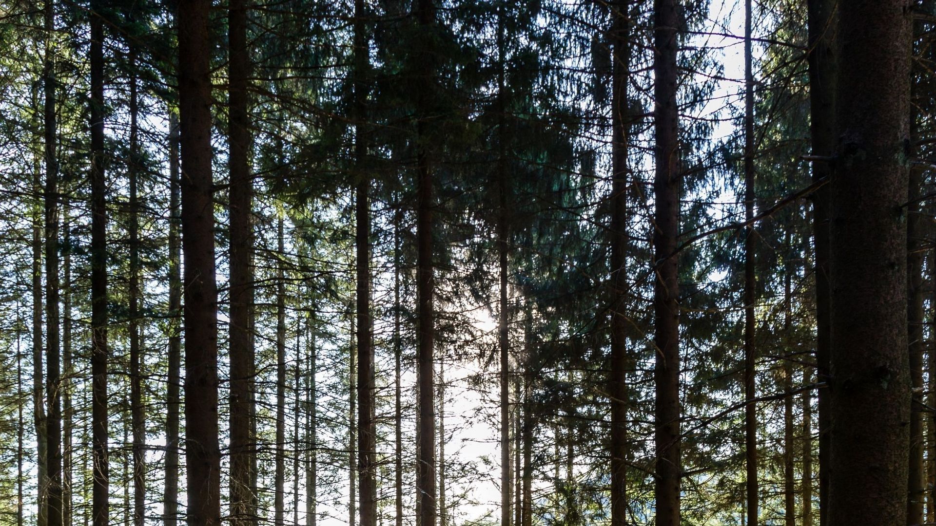 "Il est difficile de croire qu’on va continuer à avoir des forêts productives", pointe Sébastien Carbonnelle de Forêt & Naturalité