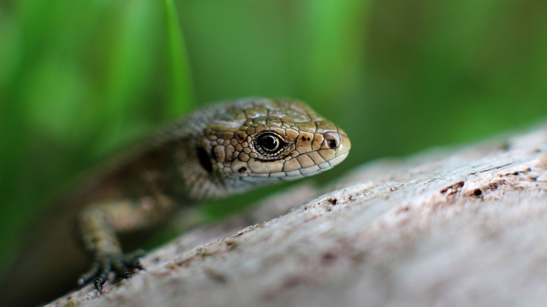 Ce week-end, découverte des reptiles et des amphibiens avec Natagora