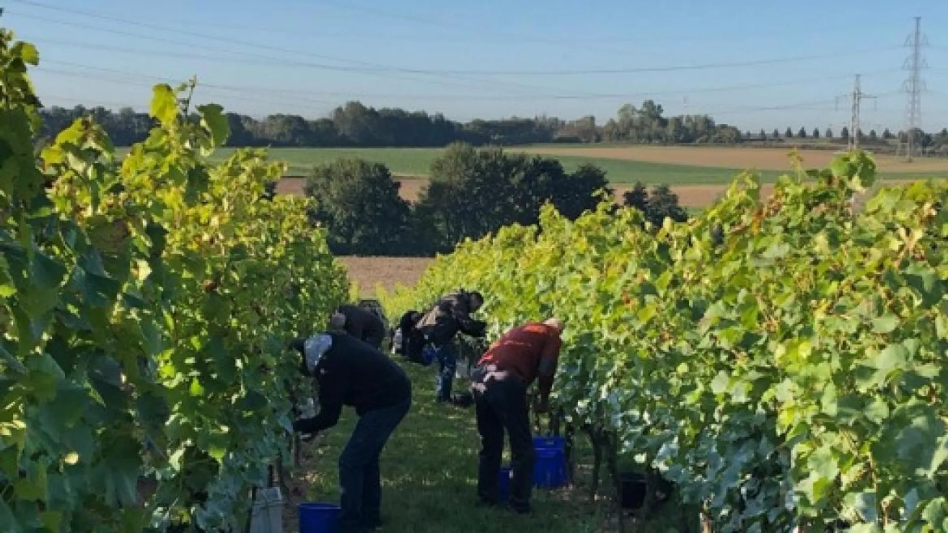 les-vignerons-wallons-impatients-de-lancer-des-vendanges-qui-s