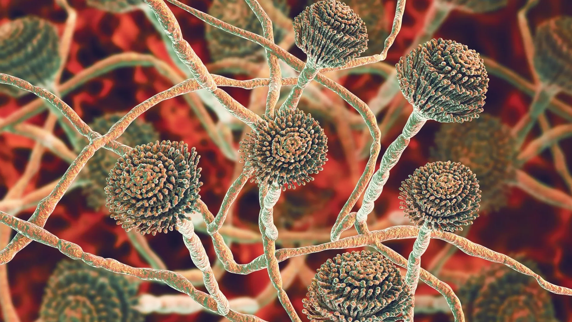 mycoses-vaginales-r-p-tition-comment-en-venir-bout-rtbf-actus