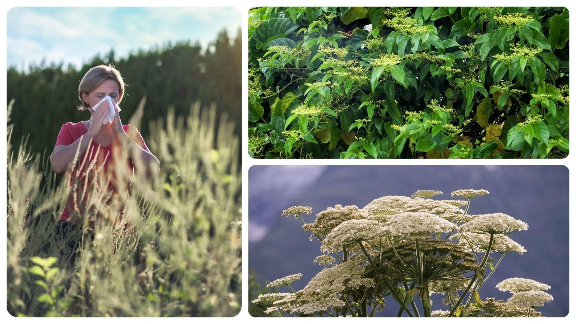 Les plantes invasives, nouveau casse-tête envionnemental - RTBF Actus