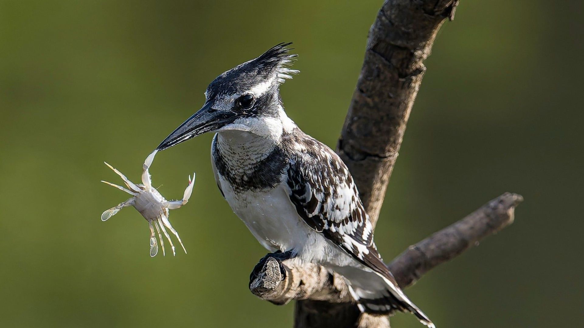 La photo extraordinaire : La rude journée d’un crabe
