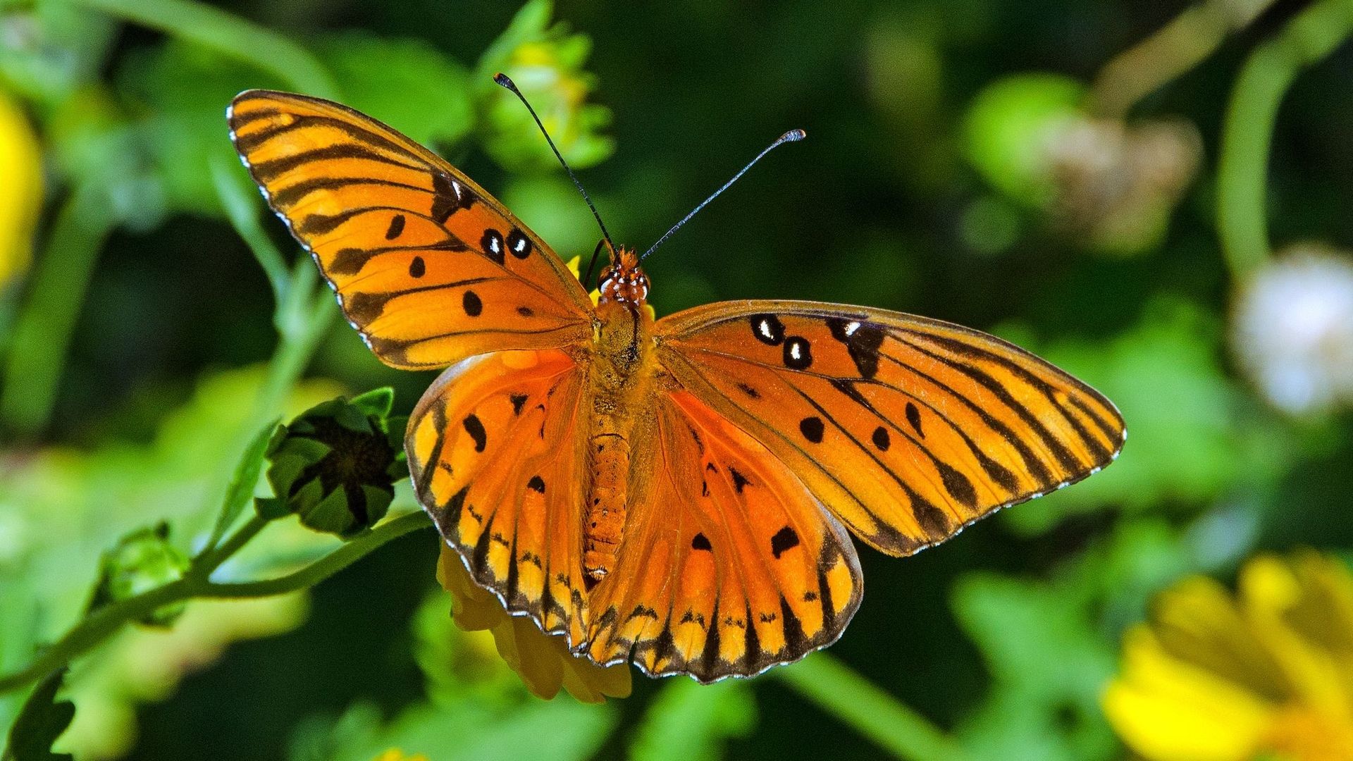 En Europe, le nombre d'espèces d'insectes menacées de disparaître ...