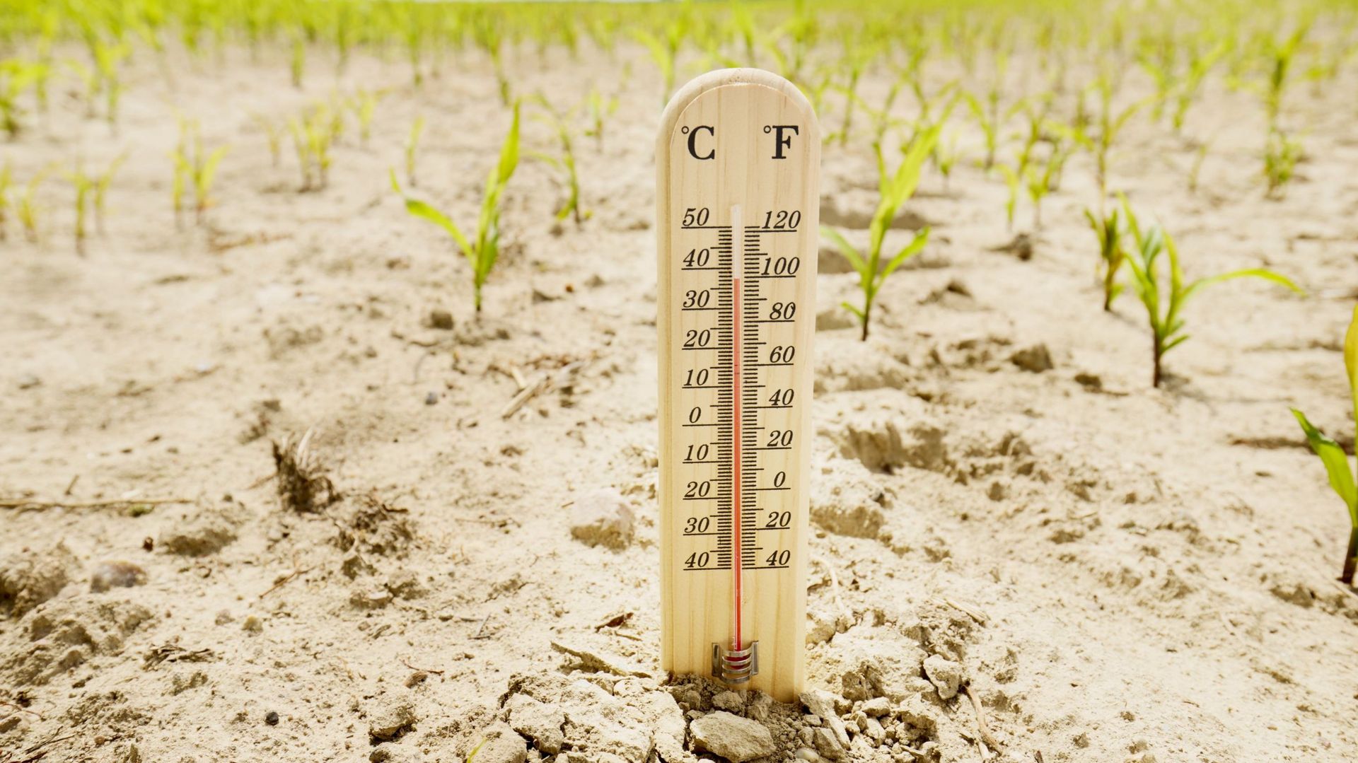 Un mois de juillet très chaud et extrêmement sec selon le bilan climatique de l’IRM