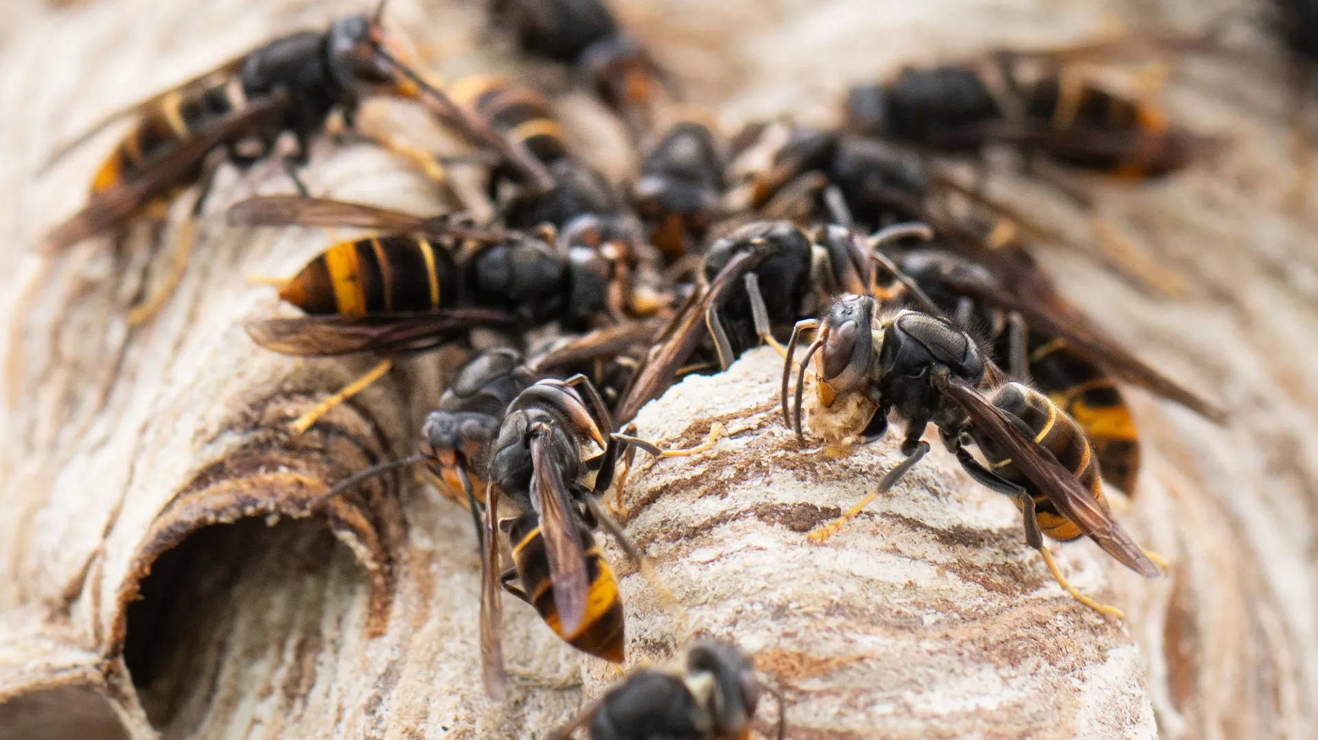 Frelon Pattes Rouges Le Brabant wallon lancera une action de piégeage et de comptage des ...