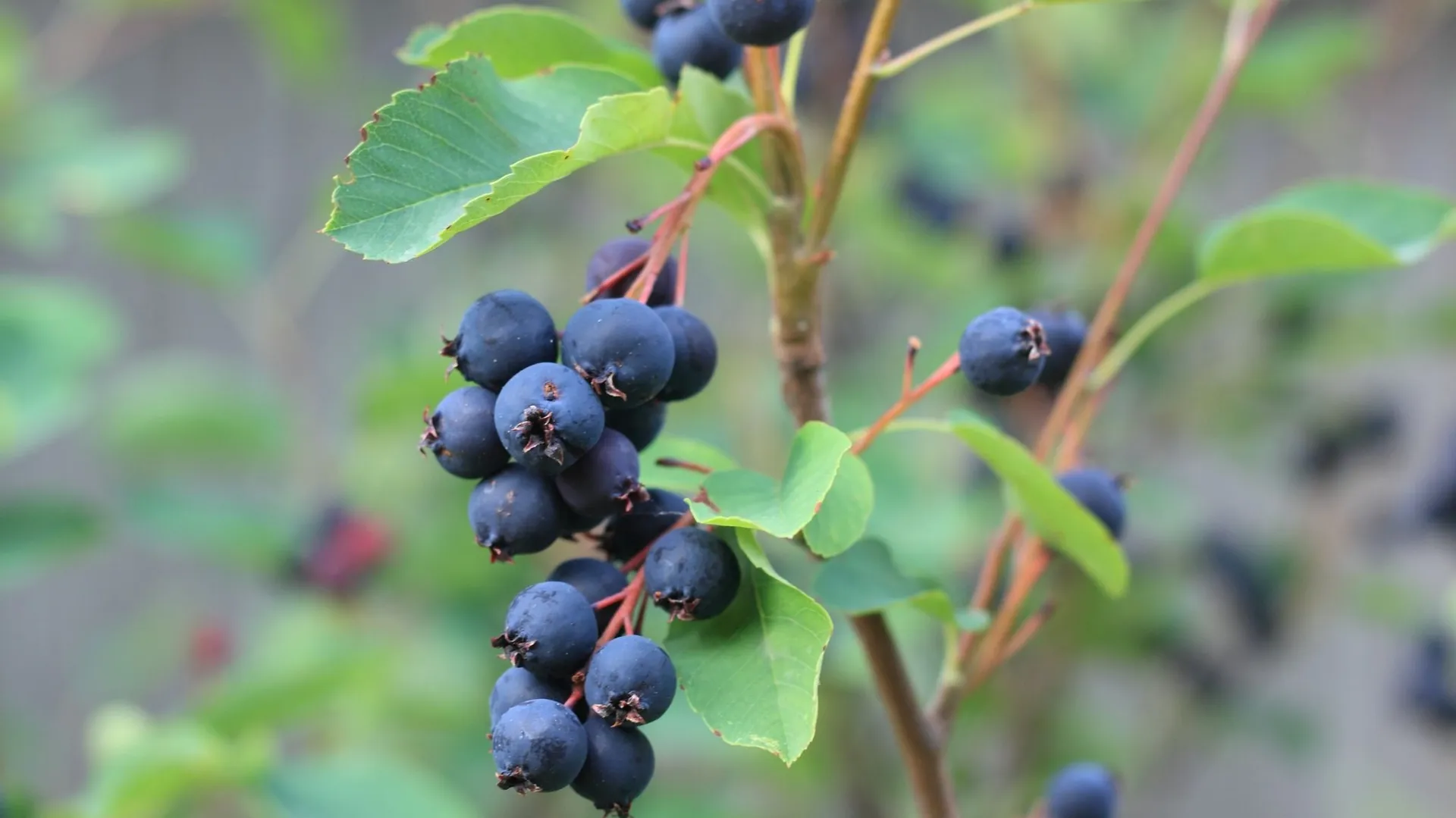 5 arbustes à baies méconnus à planter dans son jardin RTBF Actus — free download