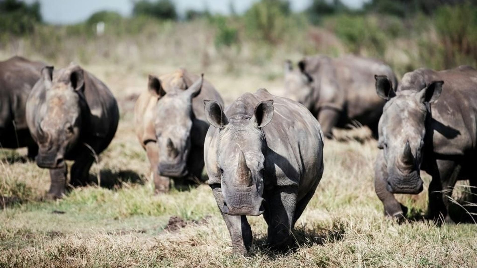 Afrique du Sud : le gouvernement ne parvient pas à bloquer les exportations de cornes de rhinocéros