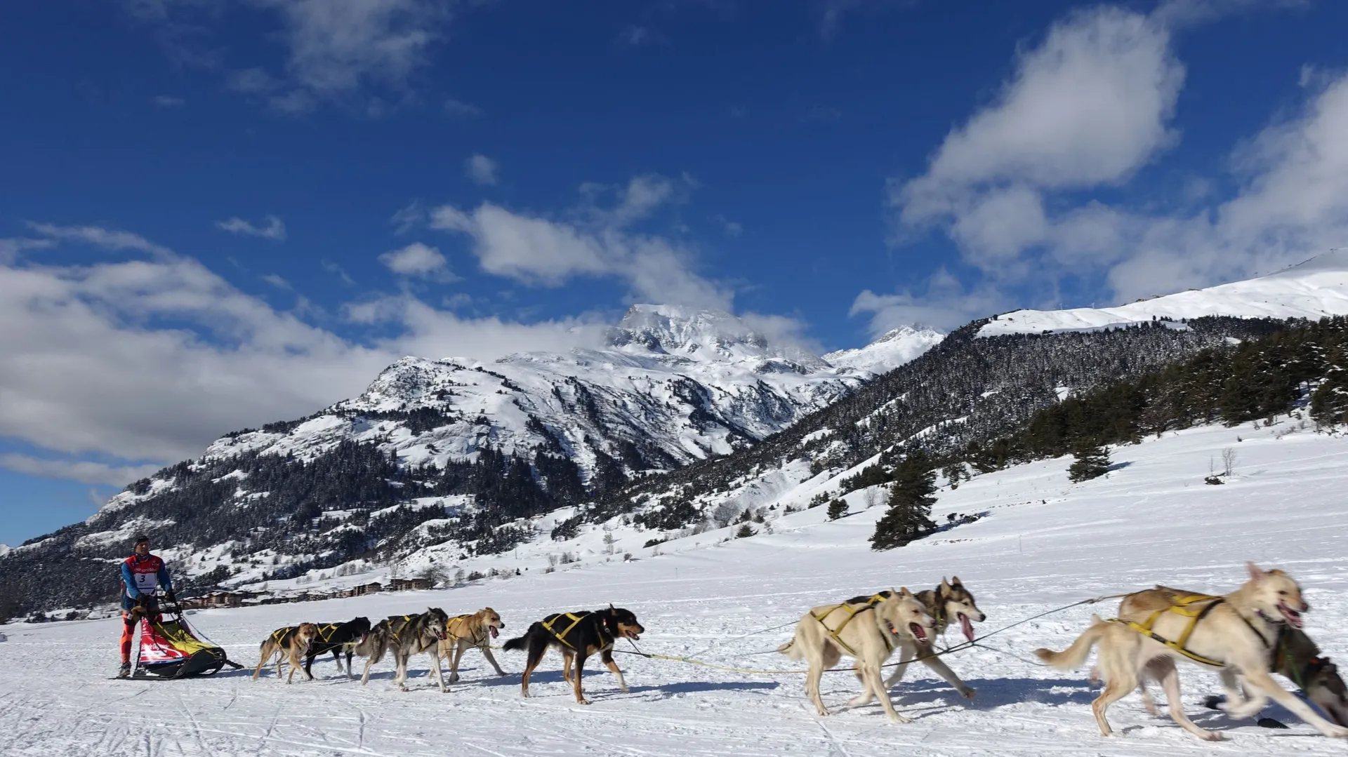 Les différentes races de chiens de traîneau RTBF Actus — free download