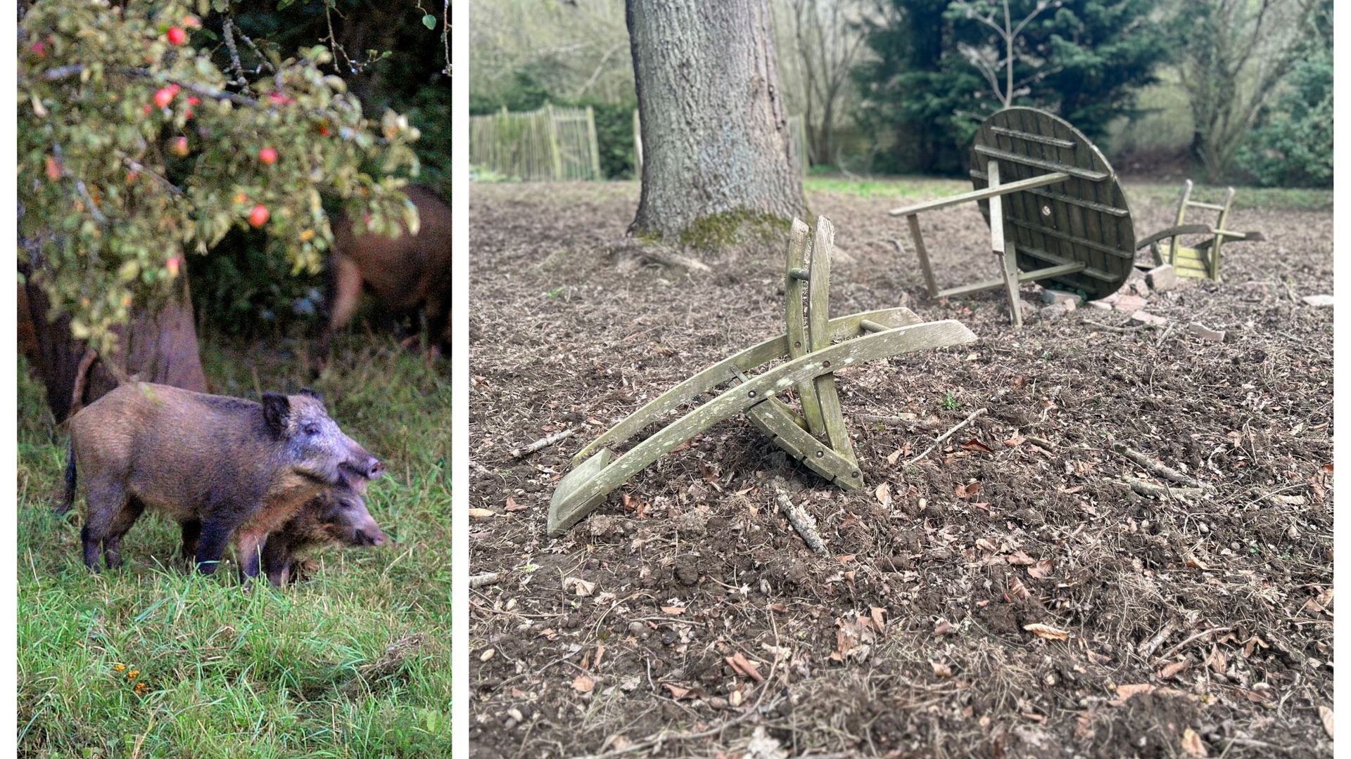Les sangliers pullulent et font des ravages à Chaumont-Gistoux : des opérations de destruction du gibier seront menées prochainement