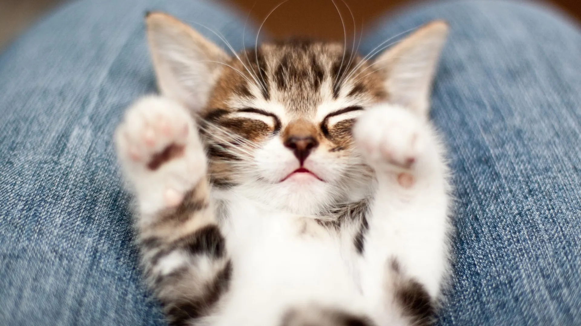 Accueillir un chat à la maison : comment s’y préparer ? - RTBF Actus
