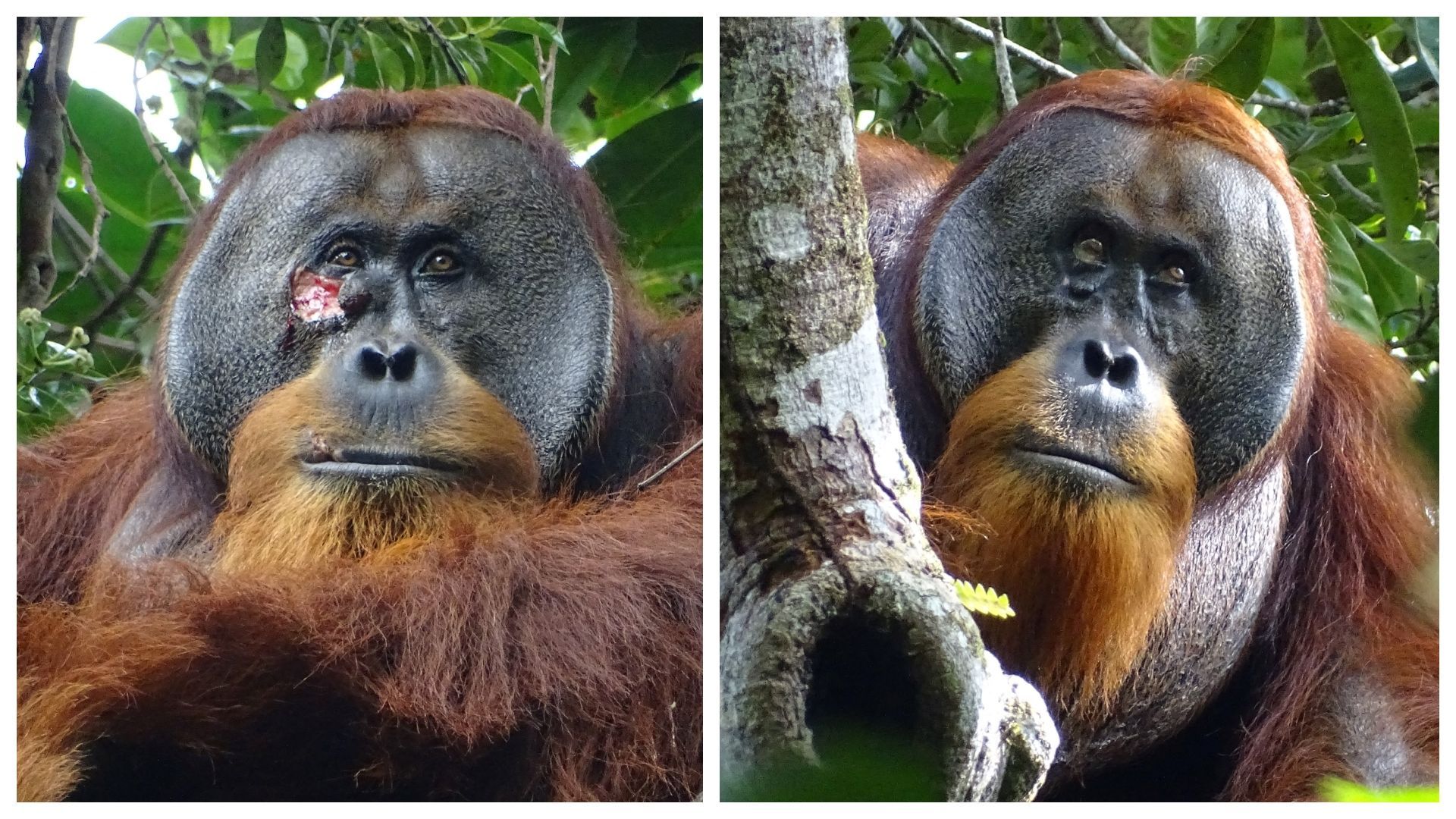 Wild Republic – Peluche Orang-outan Mâle Cuddlekins, Réaliste, Rembourrage Recyclé – Dès 0 Mois