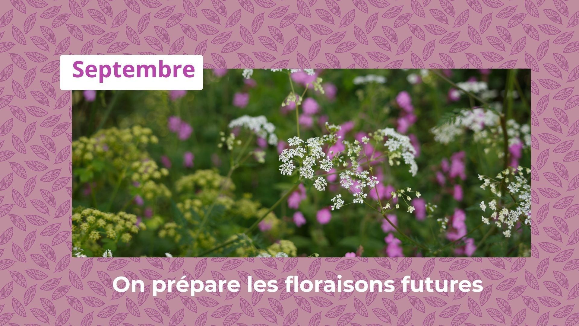 Les semis d’automne : préparez votre jardin pour une floraison abondante au printemps et en été