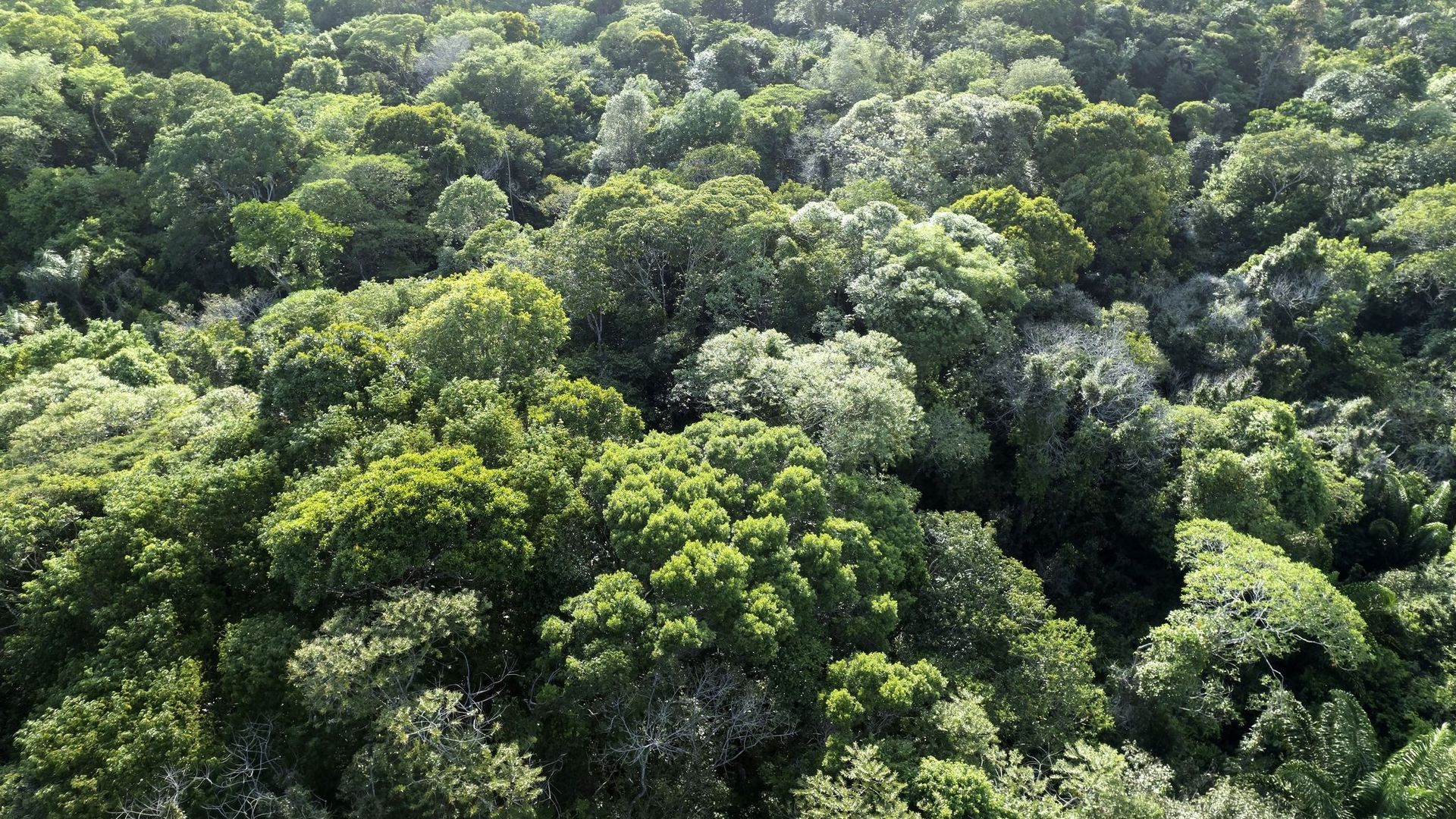 Sécheresse : quand les forêts cessent de jouer leur rôle de "puits de carbone"