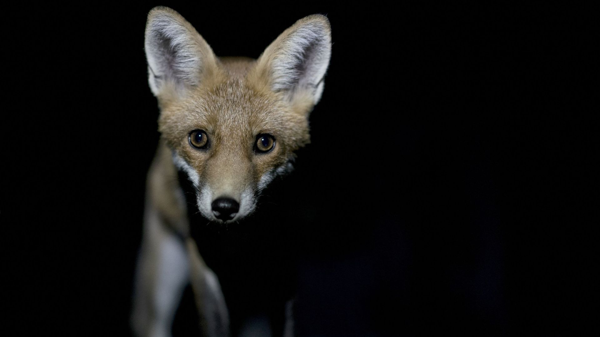 Des renards interrompent la circulation des métros 2 et 6 à Bruxelles