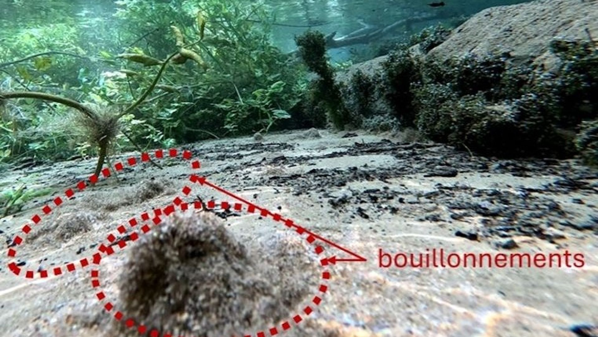 Refuges thermiques en rivière : quand les eaux souterraines sauvent les poissons de la surchauffe