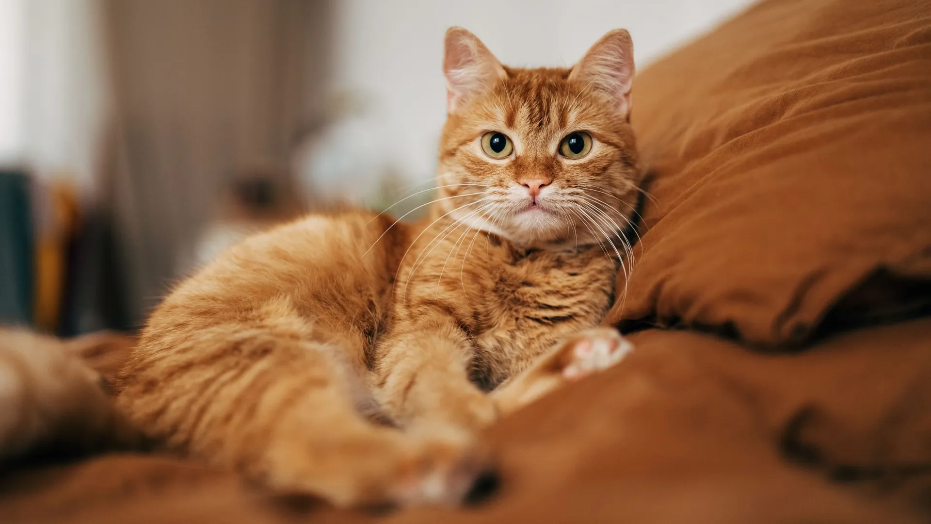 'On se rend compte à quel point nos animaux sont sensibles à nos ...