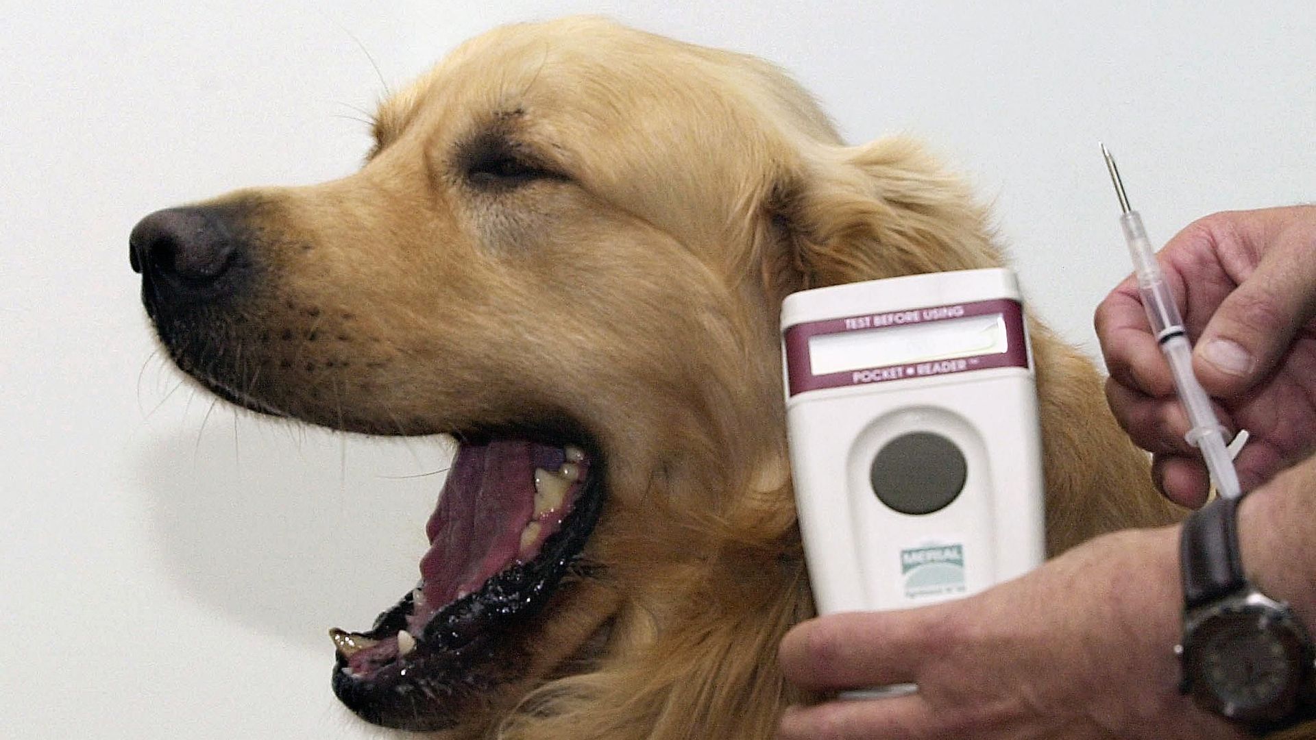 L’UE rend obligatoire la pose d’une micropuce pour chiens et chats